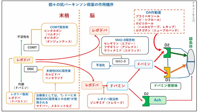 リハビリテーション勉強会資料：個々の抗パーキンソン病薬の作用機序の図。末梢と脳でのレボドパとドパミンのはたらき