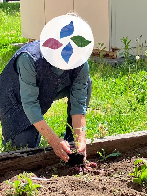 収穫の写真